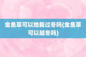 金鱼草可以地栽过冬吗(金鱼草可以越冬吗)