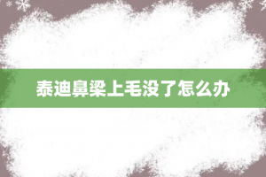 泰迪鼻梁上毛没了怎么办