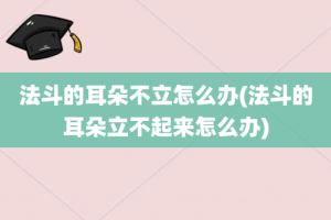 法斗的耳朵不立怎么办(法斗的耳朵立不起来怎么办)
