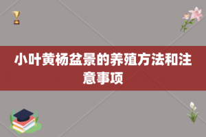 小叶黄杨盆景的养殖方法和注意事项