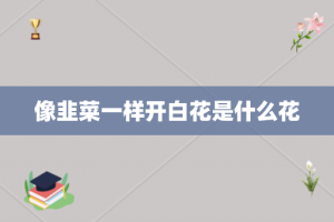 像韭菜一样开白花是什么花