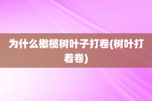 为什么橄榄树叶子打卷(树叶打着卷)