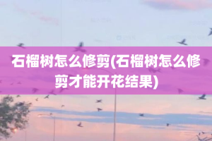 石榴树怎么修剪(石榴树怎么修剪才能开花结果)