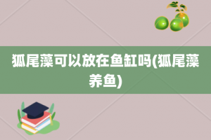 狐尾藻可以放在鱼缸吗(狐尾藻养鱼)