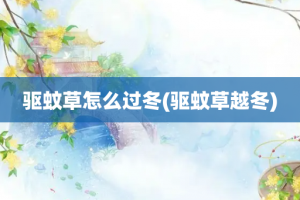 驱蚊草怎么过冬(驱蚊草越冬)