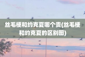 丝毛梗和约克夏哪个贵(丝毛梗和约克夏的区别图)