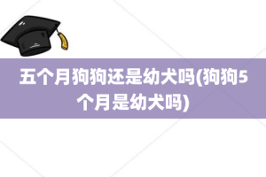 五个月狗狗还是幼犬吗(狗狗5个月是幼犬吗)