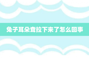 兔子耳朵耷拉下来了怎么回事