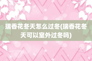 瑞香花冬天怎么过冬(瑞香花冬天可以室外过冬吗)