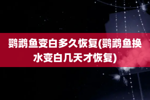 鹦鹉鱼变白多久恢复(鹦鹉鱼换水变白几天才恢复)