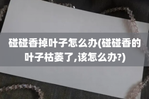 碰碰香掉叶子怎么办(碰碰香的叶子枯萎了,该怎么办?)