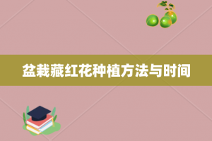 盆栽藏红花种植方法与时间