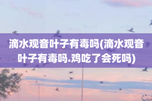 滴水观音叶子有毒吗(滴水观音叶子有毒吗.鸡吃了会死吗)