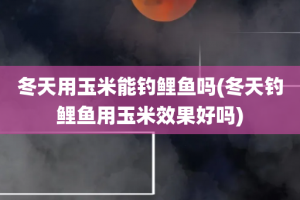 冬天用玉米能钓鲤鱼吗(冬天钓鲤鱼用玉米效果好吗)