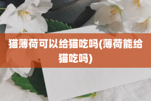 猫薄荷可以给猫吃吗(薄荷能给猫吃吗)