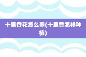 十里香花怎么养(十里香怎样种植)