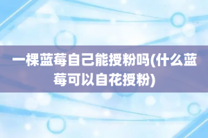 一棵蓝莓自己能授粉吗(什么蓝莓可以自花授粉)