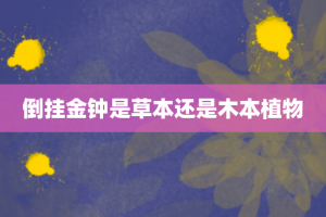 倒挂金钟是草本还是木本植物