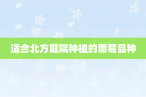 适合北方庭院种植的葡萄品种