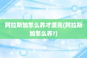 阿拉斯加怎么养才漂亮(阿拉斯加怎么养?)