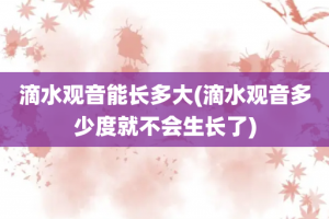 滴水观音能长多大(滴水观音多少度就不会生长了)