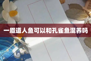 一眉道人鱼可以和孔雀鱼混养吗