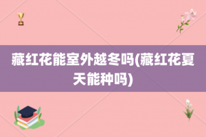 藏红花能室外越冬吗(藏红花夏天能种吗)