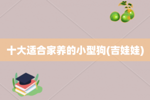十大适合家养的小型狗(吉娃娃)