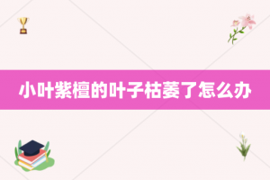 小叶紫檀的叶子枯萎了怎么办