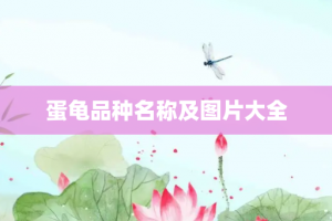 蛋龟品种名称及图片大全