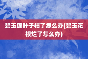 碧玉莲叶子枯了怎么办(碧玉花根烂了怎么办)