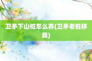 卫矛下山桩怎么养(卫矛老桩移栽)