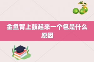 金鱼背上鼓起来一个包是什么原因