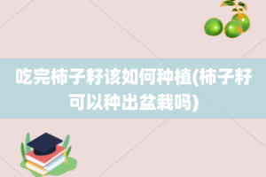 吃完柿子籽该如何种植(柿子籽可以种出盆栽吗)