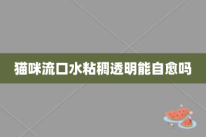 猫咪流口水粘稠透明能自愈吗
