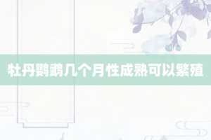 牡丹鹦鹉几个月性成熟可以繁殖