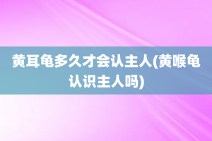 黄耳龟多久才会认主人(黄喉龟认识主人吗)