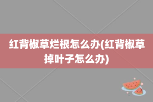 红背椒草烂根怎么办(红背椒草掉叶子怎么办)