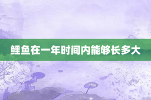 鲤鱼在一年时间内能够长多大