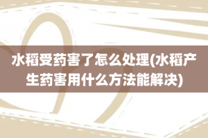 水稻受药害了怎么处理(水稻产生药害用什么方法能解决)