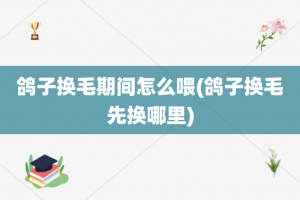 鸽子换毛期间怎么喂(鸽子换毛先换哪里)