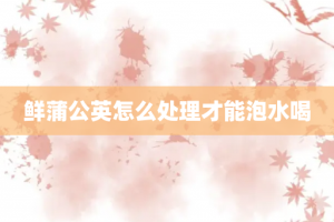 鲜蒲公英怎么处理才能泡水喝