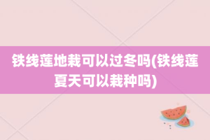 铁线莲地栽可以过冬吗(铁线莲夏天可以栽种吗)