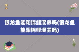 银龙鱼能和锦鲤混养吗(银龙鱼能跟锦鲤混养吗)