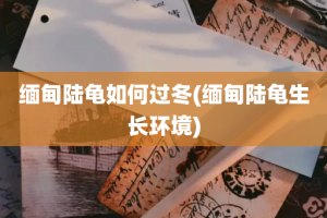 缅甸陆龟如何过冬(缅甸陆龟生长环境)