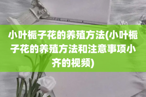 小叶栀子花的养殖方法(小叶栀子花的养殖方法和注意事项小齐的视频)