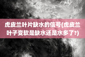 虎皮兰叶片缺水的信号(虎皮兰叶子变软是缺水还是水多了?)
