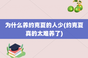 为什么养约克夏的人少(约克夏真的太难养了)