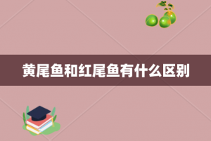 黄尾鱼和红尾鱼有什么区别