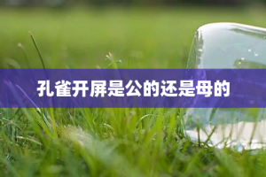 孔雀开屏是公的还是母的